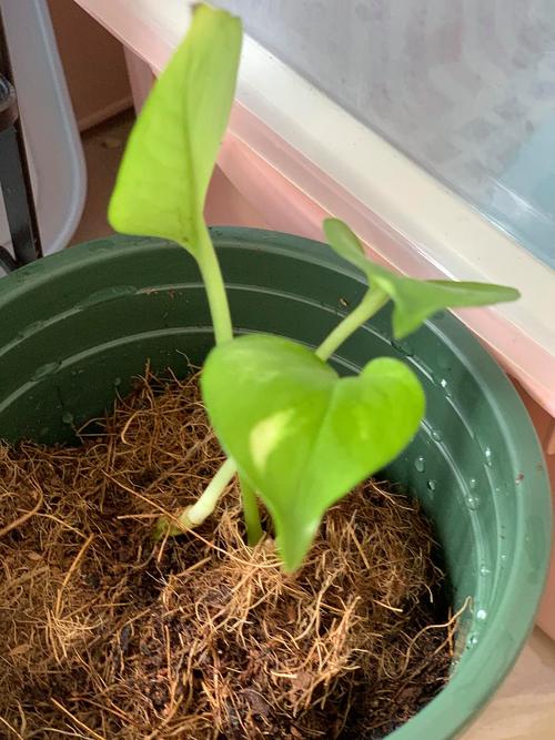 推開泥土，遇見春天 花盆播種小記