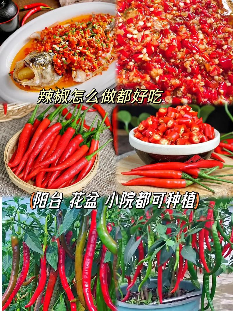美人椒種子長勢強勁.坐果率高.拍二發三#優質農產品 #辣椒